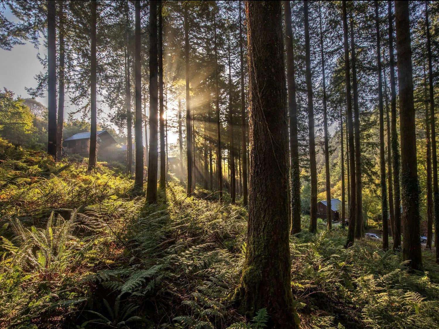 Deerpark Cabins, Cornwall - Forest Holidays ลิสคาร์ด ภายนอก รูปภาพ